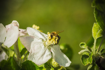 Bee on a tree flower