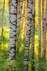 Panele Szklane  lato w słonecznym lesie brzozowym