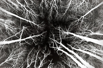 Tree tops without leaves against the sky background (black and white, negative)