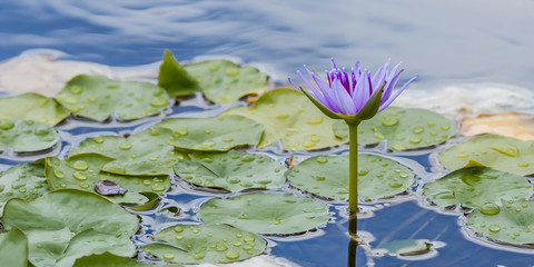 Purple water lily flower in a pond in the tropical rainforest of Hawaii