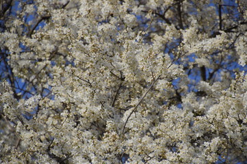 Spring flowering trees. Pollination of flowers of plum. Blooming wild plum in the garden