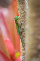Day Gecko on tropical green plant with mouth open