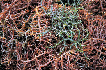 Harvested seaweeds drying on the beach, Lembongan Island, Indonesia.
