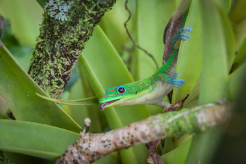 Day Gecko on tropical green plant with mouth open and tongue out