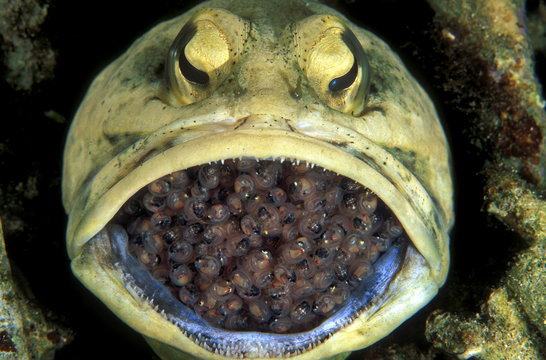 Male dendriric jawfish, Opistognathus dendriticus, incubating eggs in his mouth, Coron Philippines.