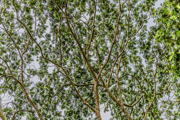 Tropical Albezia Tree top in Hawaii