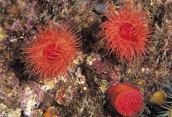 Sea lillies, Actinia equina, Sarigerme Turkey.