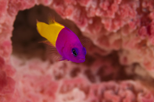 Royal dotyback, Pseudochromis paccagnellae, Sulawesi Indonesia