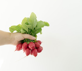 Female hand holding a bunch of fresh red radishes on a white background, isolated