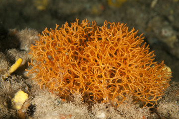 Naklejka na ściany i meble Deer horn coral, Pentapora fascialis, Sarıgerme Fethiye Turkey
