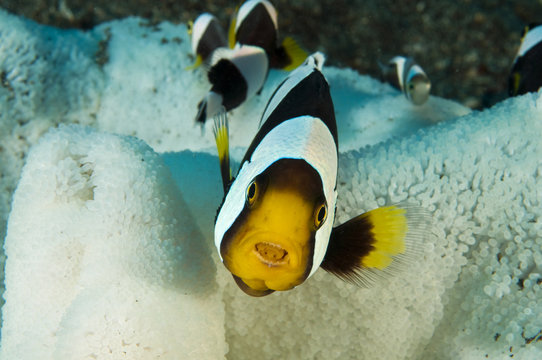 Saddleback anemonefish, Amphiprion polymnus, in a bleached anemone Sulawesi Indonesia.