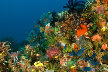 Reef scenic with red tooth trigger fishes, Odonus niger, Komodo National Park Indonesia.