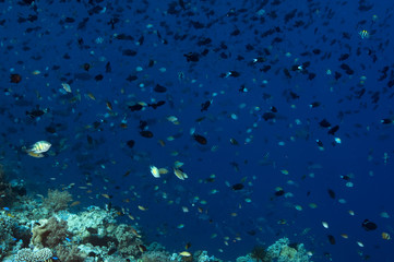 Obraz na płótnie Canvas Dense fish schools feeding on zooplankton brought by strong currents, Sulawesi Indonesia