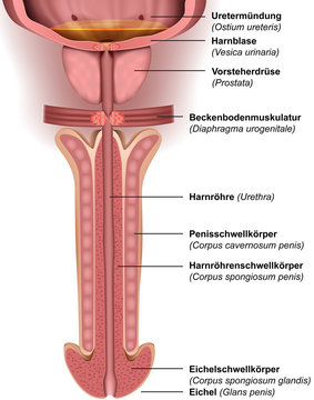 Anatomie des menschlichen Penis, vector illustration