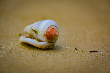 Lonely shell. Lonely mollusk.