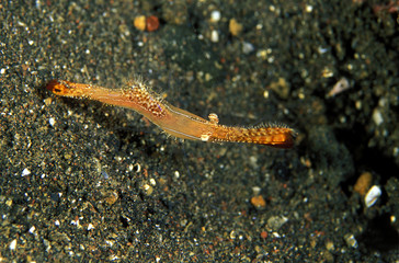 Obraz na płótnie Canvas Rock shrimp, Leander plumosus, Sulawesi Indonesia.