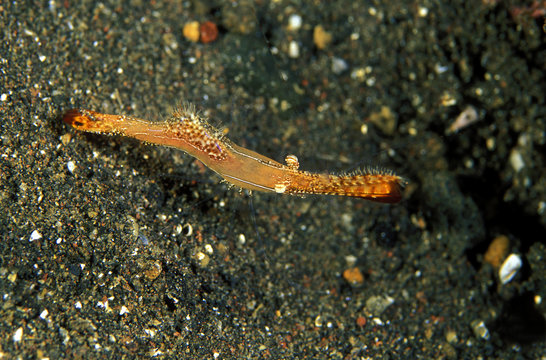 Rock shrimp, Leander plumosus, Sulawesi Indonesia.