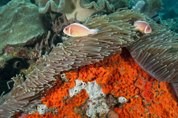 Pink anemonefishes, Amphiprion perideraion, Sulawesi Indonesia