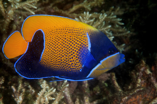 Blue girdled angelfish, Pomacanthus navarchus, Komodo Indonesia