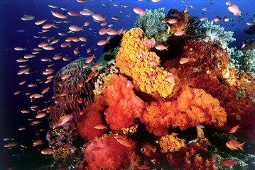 Reef scenic with anthiases feeding on with planktons brought by strong currents. Komodo Indonesia.