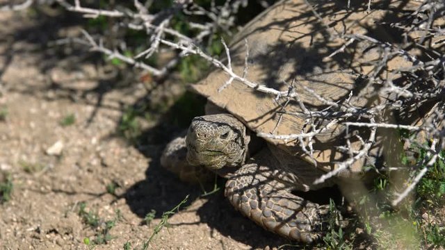Wild Desert Tortoise 08 Gopherus Agassizii Mojave California