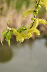 Flowering willow © Roman
