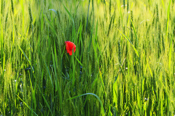 red poppy flower surrounded by green grass and wheat