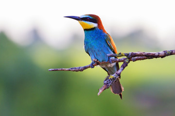 bee eater sitting on a dry branch and beautiful light