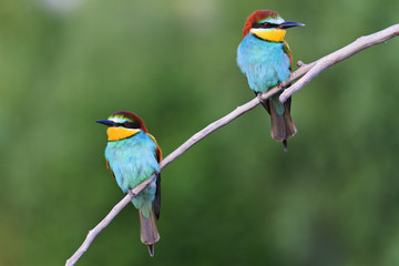 wonderful colored birds sitting on the flat branch