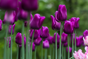 Bright blossom of the field of purple and pink tulips