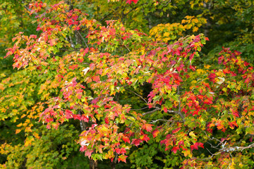 Fall Foliage Lafayette Brook Mt Lafayette Franconia Notch White Mountain National Forest New Hamshire USA