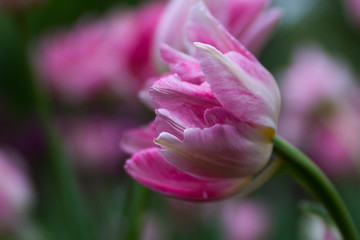 Bright blossom of the field of pink tulips