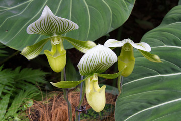 Orchidee di Singapore © Roberto Brambilla