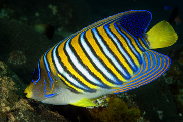 Regal angelfish, Pygoplites diacanthus, Bali Indonesia.