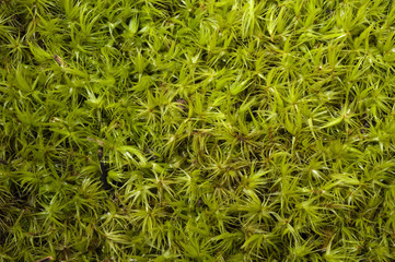 Moss Kastamonu Turkey