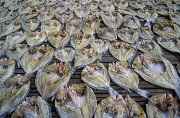 Drying surgeon fishes, Sulawesi Indonesia.