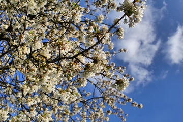 Apple tree white  flowers with blue sky background