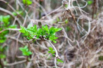First new leaves grow from buds in spring forest. Kidney and young branches on tree. Nature background. Horizontal view. Selective focus, Blurry background.