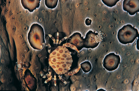 Commensal crabs on a leopard sea cucumber, Sulawesi Indonesia..