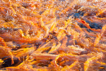Many gold amber trouts floating in lake. Fishing in pond on fish farm.
