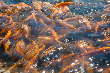 Many gold amber trouts floating in lake. Fishing in pond on fish farm.
