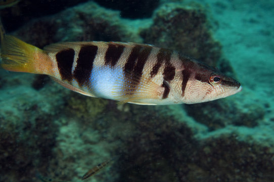 Painted comber, Serranus scriba, Kaş Antalya Turkey