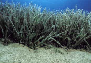 Sea grass beds, Posidonia oceanica, Sarigerme Turkey.