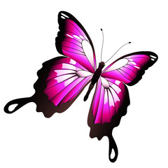 beautiful pink  butterfly, isolated  on a white