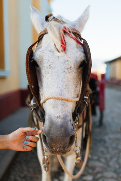 Girl pets horse in Trinidad, Cuba