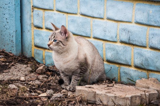 The Thai cat color "Seal tabby point" sits near the wall in the yard in the spring