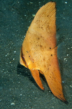 Juvenile circular batfish, Platax orbicularis, Lembeh Strait Sulawesi Indonesia