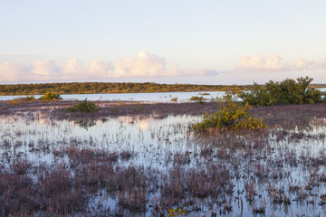 Sunset landscape of nature reserve wetland with cloud reflections in water, in Caribbean island of...