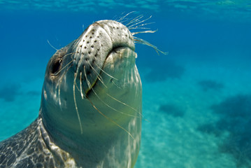 Diving picture of Mediterranean monk seal, Gokova Bay Turkey.
