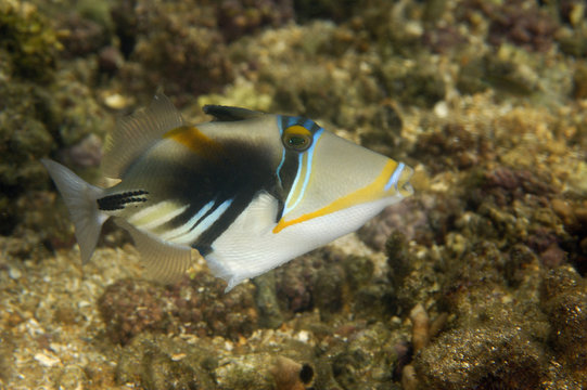 Picasso triggerfish Lhinecanthus aculeatus Kosrae Micronesia